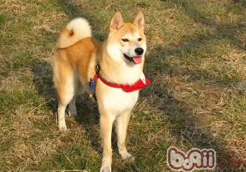 柴犬