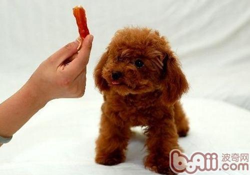 泰迪犬