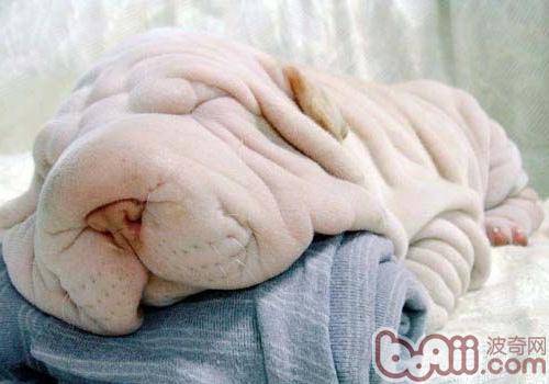 沙皮犬