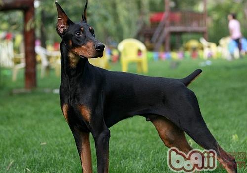 杜賓犬
