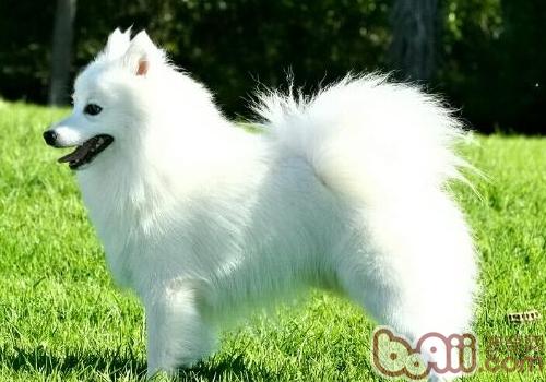 日本尖嘴犬