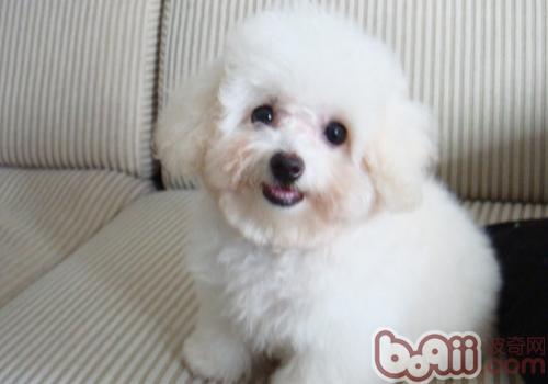 比熊犬