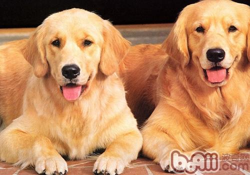 金毛犬