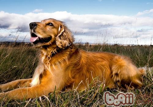 金毛犬