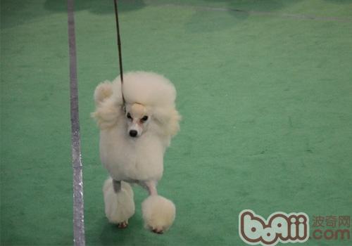 貴賓犬
