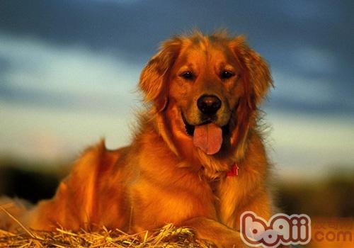 金毛犬