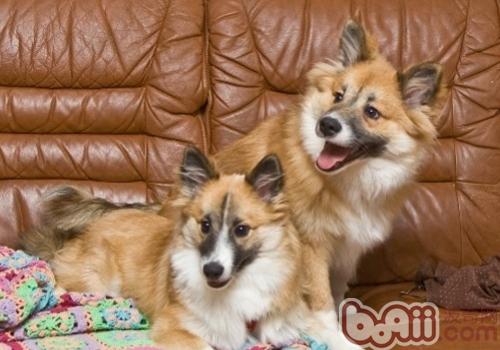 冰島牧羊犬
