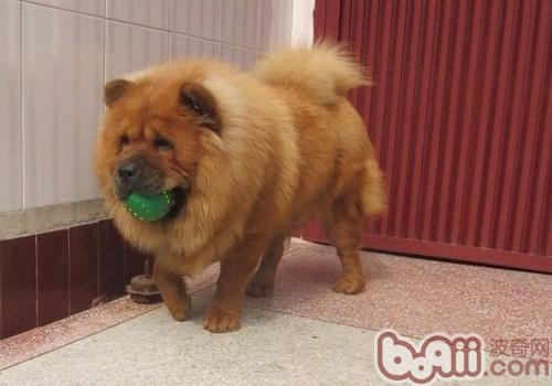 松獅犬