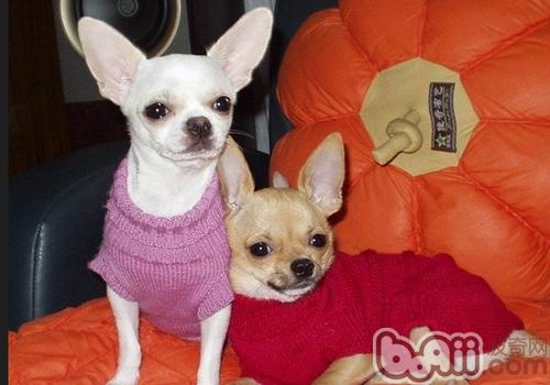 吉娃娃犬