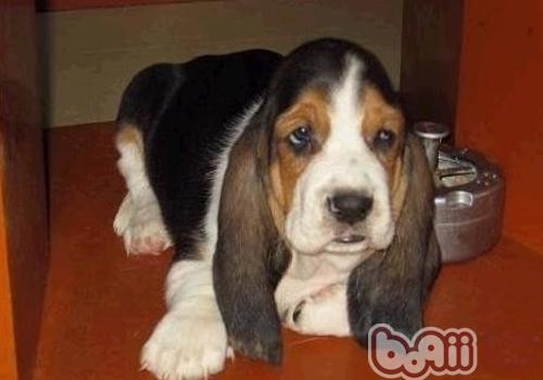 巴吉度犬