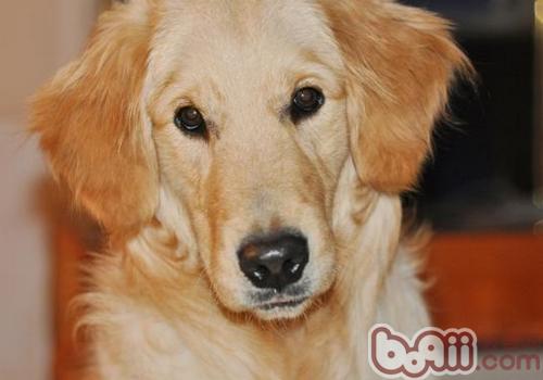 金毛犬