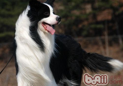 邊境牧羊犬