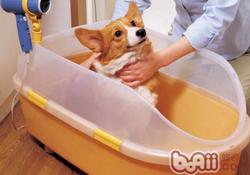 威爾士柯基犬