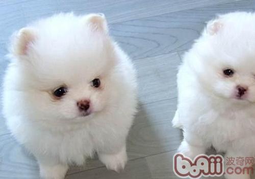 博美犬