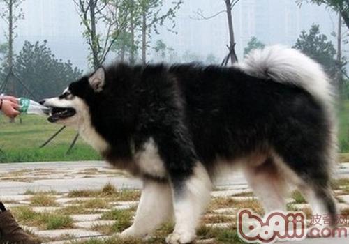 阿拉斯加雪橇犬