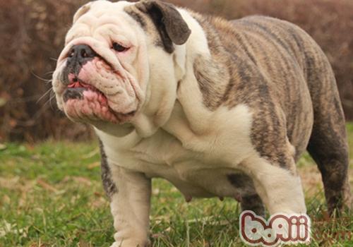 英國斗牛犬