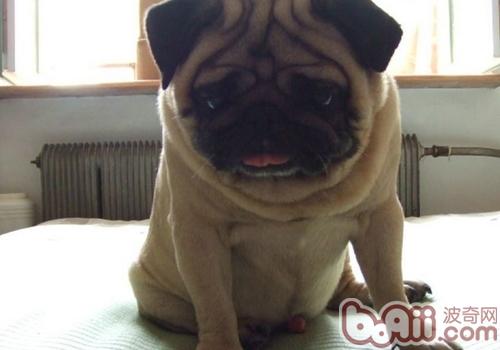 巴哥犬