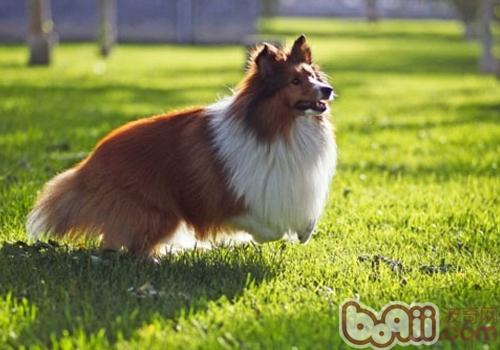 喜樂蒂牧羊犬
