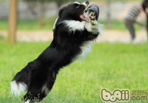 邊境牧羊犬
