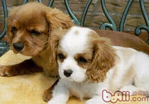 查理士王小獵犬