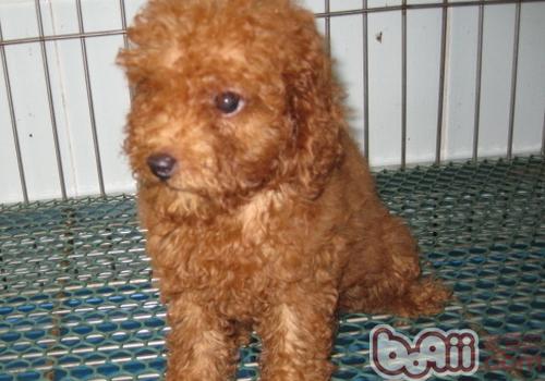泰迪犬