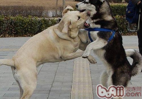 拉布拉多犬