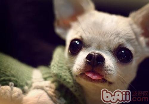 吉娃娃犬