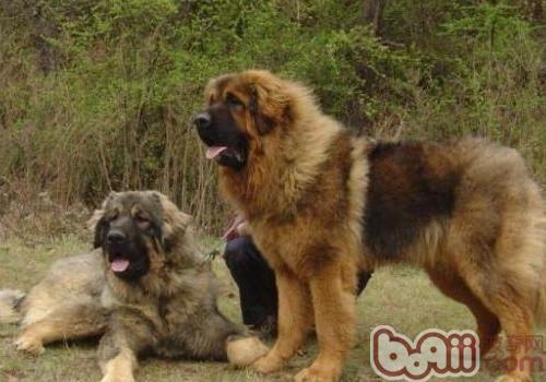高加索犬
