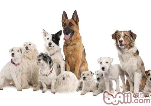 德國牧羊犬