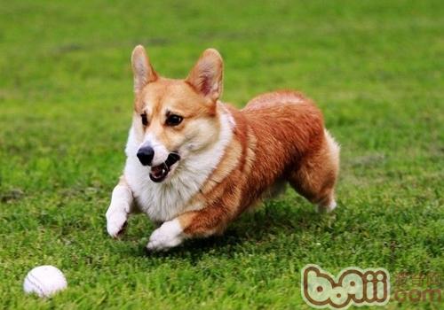 威爾士柯基犬
