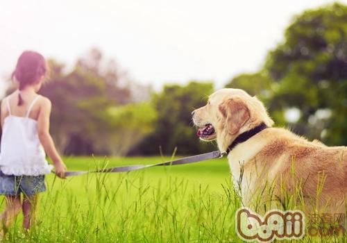 金毛犬