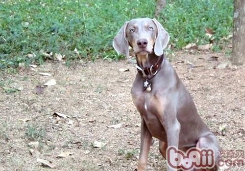 威瑪獵犬