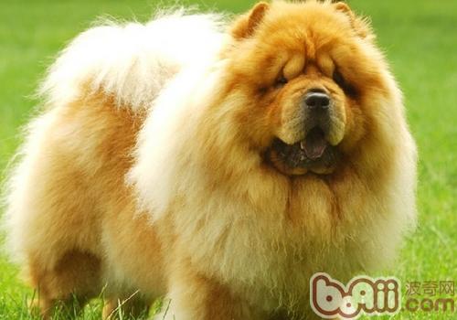 松獅犬