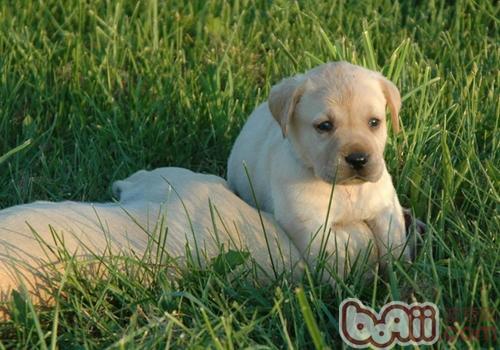 拉布拉多犬