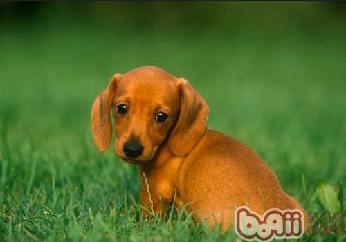 臘腸犬