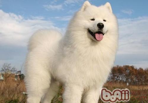 薩摩耶犬