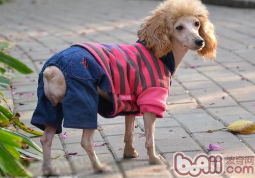 貴賓犬