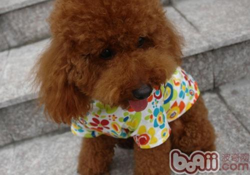 泰迪犬