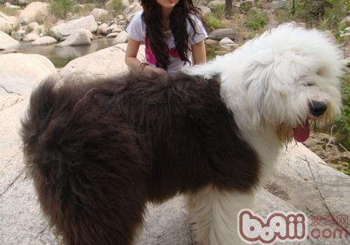 英國古代牧羊犬