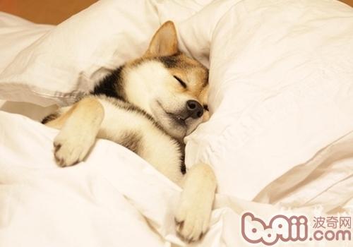 秋田犬