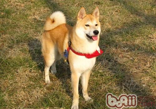 柴犬