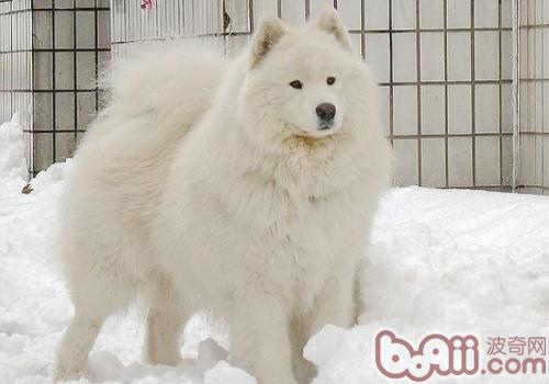 薩摩耶犬