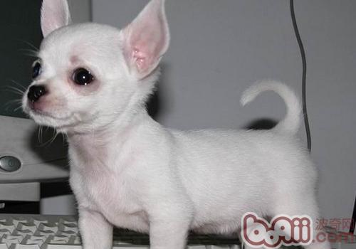 吉娃娃犬