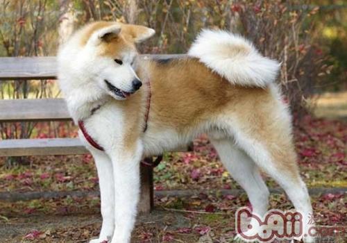 秋田犬
