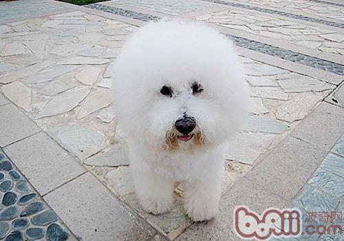 比熊犬