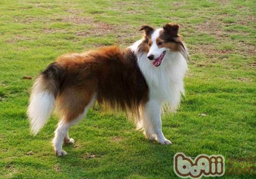喜樂蒂牧羊犬