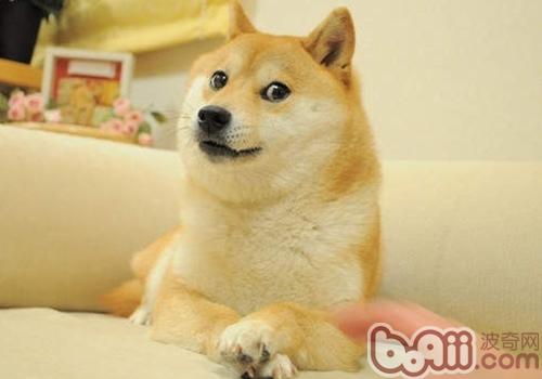 柴犬