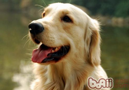 金毛犬