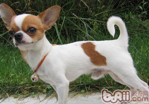 吉娃娃犬