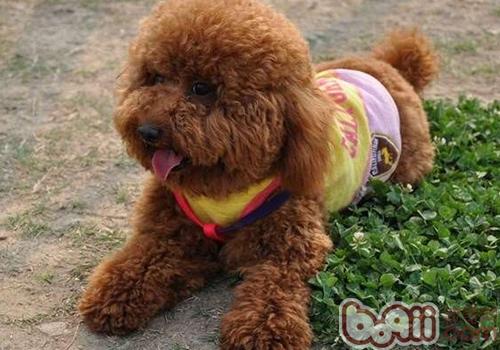 泰迪犬